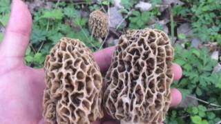 2017 Indiana Morel Mushroom Season