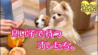 食べ物があるときはとても良い子のもふずw【ビーグルさつきとポメ梵天】