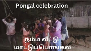 Pongal celebration || mattu Pongal || village traditional mattu Pongal celebration