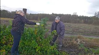 Były maliny - i co z nimi dalej? jak je przycinać i co z wyciętymi pędami