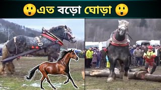 এত বড়ো ঘোড়া কি আপনি দেখেছেন 😱/মায়াজাল/#bestbengalifacts #shorts