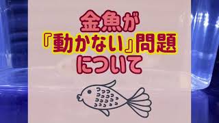 金魚が動かない…理由や原因、解決法とは。#キャリコ琉金　#東錦