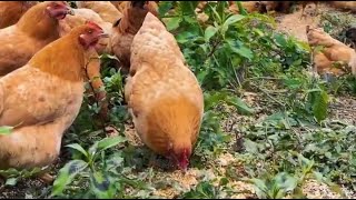 How to raise animals and feed animals in Sre district, Meteuk commune, Bakan district, Pursat provin