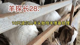 羊探长28:十只头胎波尔山羊母羊快产羔了却要处理，可惜了