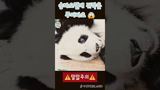 수다쟁이 송할부지땜에 귀막은 루이바오🤣#panda #루이바오 #후이바오 #cute #에버랜드 #푸바오