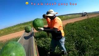 How to Pick a Watermelon And Salary work in AUSTRALIA