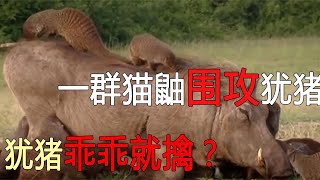 一群猫鼬围攻疣猪，疣猪不反抗而反主动躺下，任由猫鼬糟蹋？