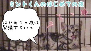 アメリカンショートヘアの子猫が我が家にやってきた🍀ミントの初めての夜♪ Kitten came to our house