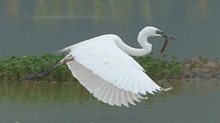 大白鷺/Great Egret