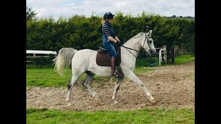 Insignia - Superb Arab Gelding