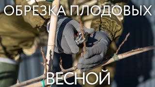 Обрезка плодовых деревьев. Весенняя обрезка яблони, сливы и груши