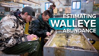 Estimating Walleye Abundance Using Mark-Recapture
