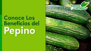 Conoce Todos Los Beneficios Del Pepino - Somos Campo.Tv