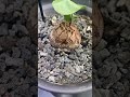 dioscorea elephantipes 龜甲龍之死（上）