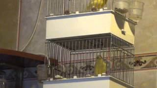 Canari de cantec Iasi - malinois - Liviu Leonte  0771 484 200