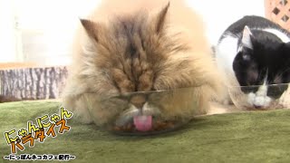 にゃんにゃんパラダイス ～にっぽんネコカフェ紀行～ 第133回/秩父・猫カフェ ねこあそび！