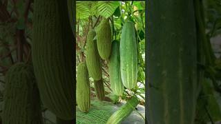 #cucumber #mgsstudio #khira #trendingcucumber  #nature #post #youtubevideos #twitter #agg #oldkhira