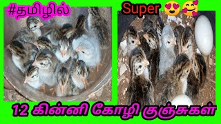 guinea fowl chicks😍|.கினி கோழி குஞசுகள்😍|.கினி கோழி குஞ்சுகள் எப்படி இருக்கும்|.#sujithfarm.🥰😍😍