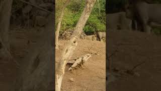 gir natural park lion pride(2)