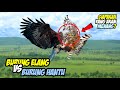 Burung Elang Ajak Du3l Burung Hantu Berebut Wilayah- Siapa yang Menang? Burung Elang Vs Burung Hantu