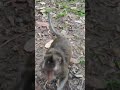 YAVYAV love love love ❤️🐒😂fd5 #shorts #monkeys #viral #animals #shortsvideo #monkeyvideo #babymonkey