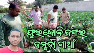 Fullkobi Jungle Jamurda Gaon || Village Vlogs || Real Kisan || Sambalpuri Vlogs || Comedy IQ