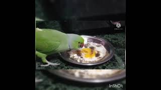 எங்கள் வீட்டு கிளி டிங்கு முட்டை சாப்பிடும் காட்சி / Parrot eating egg