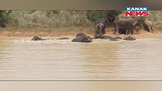 Elephants Beat Summer Heat With Muddy Water In Champua