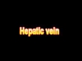 What Is The Definition Of Hepatic vein - Medical Dictionary Free Online Terms