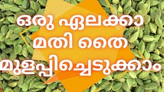 എലത്തിൻ്റെ വിത്ത് അടുക്കളയിൽ മുളപ്പിക്കാം/organic elachiblack cardamom