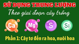 Sử dụng TRUNG LƯỢNG cho từng giai đoạn cây trồng | Tập 1: Kiến thiết cơ bản - Chuẩn bị ra hoa