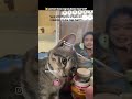 jantan mana lgi yang di incar #trending #fyp #viralvideo #kucing #meme