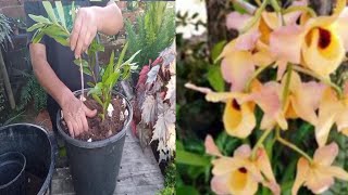 Como fazer muda de orquídea Dendrobium Moschatum