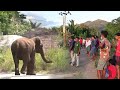 human and elephant conflict in Sri lanka.