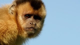 Capuchin monkey flirting - Animals in Love: Episode 2 Preview - BBC