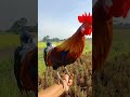 #viral bunyi UNIK suara berkokok kokok ayam hutan Aceh#ayamhutanaceh #berandayoutube