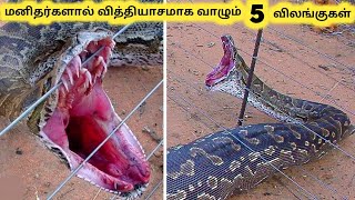 ஆச்சரியமான விலங்குகள் || Five Animal Surprised Humans || Tamil Info Share