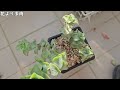 【多肉植物】水やりしてもシワシワな時は注意！手遅れになる前にカットしてみた【初心者】【韓国苗】