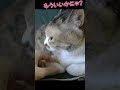 ずいずいずっころばし 元保護猫 cat うちのねこ 三毛猫