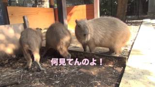 カピバラ　トッパラッてフガフーガ ニ短調大宮公園小動物園