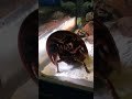 アメリカカブトガニ