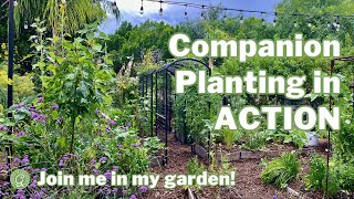 Companion Planting, Intercropping & Succession Planting: A Hands On Guide