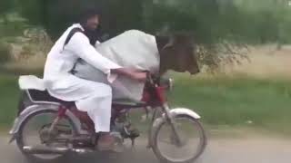 Pakistani man carrying cow on Yamaha RX100 #yamaharx100 whatsapp status #funny #rx100yamaha #pakista