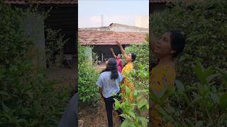 ஆத்தா  வீட்டு தோட்டத்தில் காய்த்த கொலுமிச்சை பழம் | Kaffir lime Harvest | #shorts