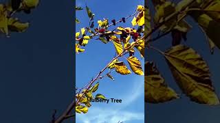 ￼  If You Prune Mulberry Tree in ￼August  you will have another harvest in December