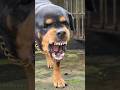 Angry dog barking sound #angrypuppy #cuteanimal #pitbull #angrydog #cutepuppy #pets #angrypets