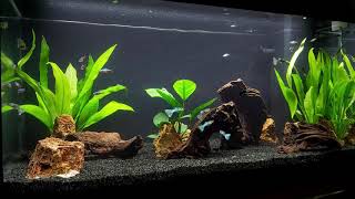 Juwel Primo 110 🐟🌱🌿☘🍃🐠