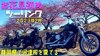 第９３話【静岡・河津桜】２０２３年お花見初めツーリング！久しぶりのマスツーリング！！HARLEY-DAVIDSON Rebel 1100 YAMAHA BOLT【バイク女子】