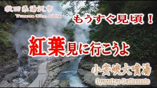 【Yuzawa City, Akita】Drones, Autumn Leaves and Me【Oyu Daihunto】