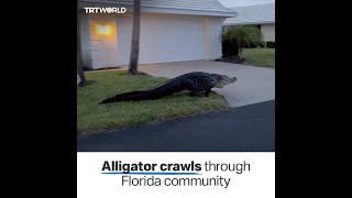 Large alligator seen crawling through a community in Florida